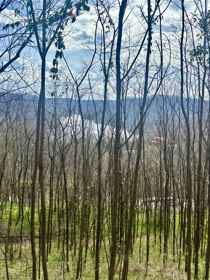 Property Photo:  323 Seaton Dr  TN 37166 