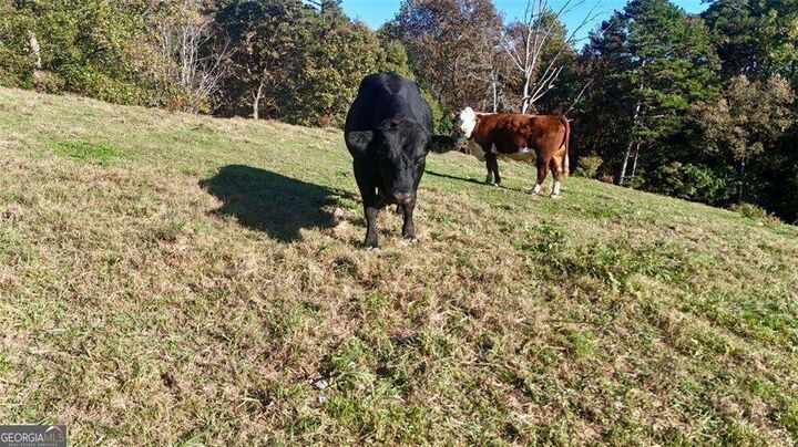 Property Photo:  0 Porter Springs Road  GA 30533 