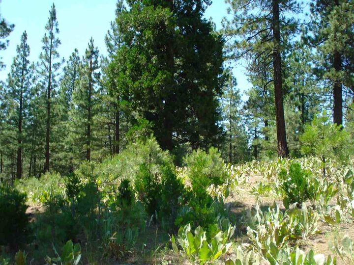Property Photo: 69 Blacktail Ridge CA 96122