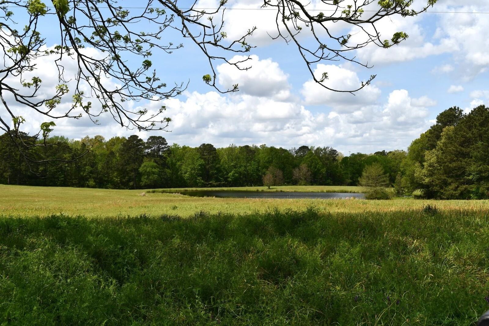 Property Photo:  Tbd Pumpkin Center Rd Corner Of Pumpkin Center And 1998  TX 75672 