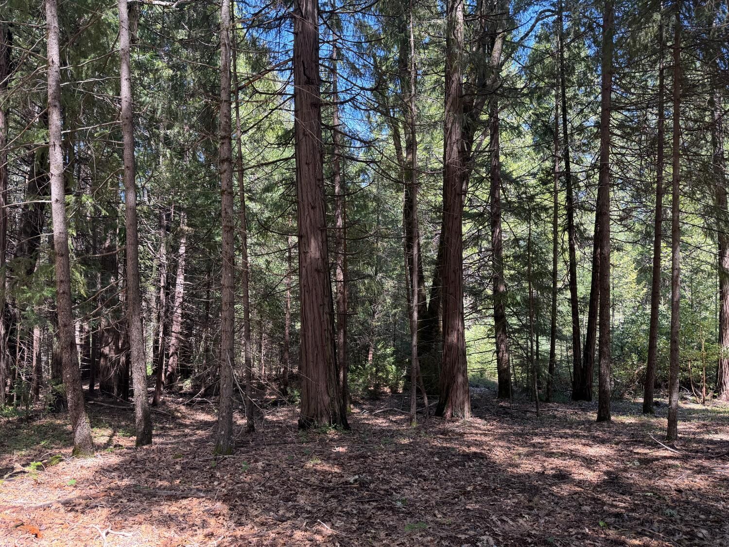 Property Photo:  17889 Lightfoot Way  CA 95959 