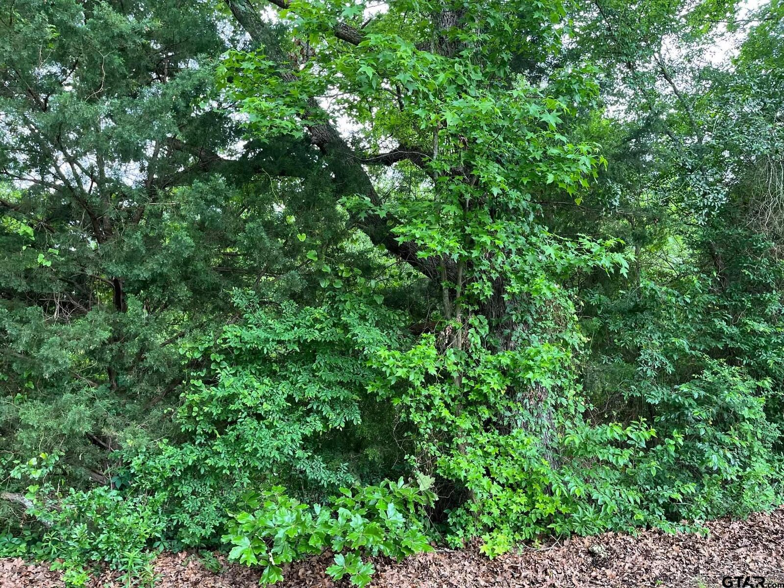 Property Photo:  Tbd Fm 779 Off Hwy 37  TX 75773 