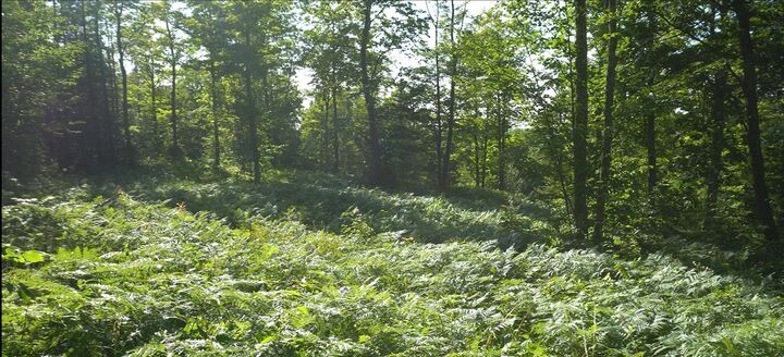 Property Photo:  83xxx - Lot 12 Ashwabay Road  WI 54814 