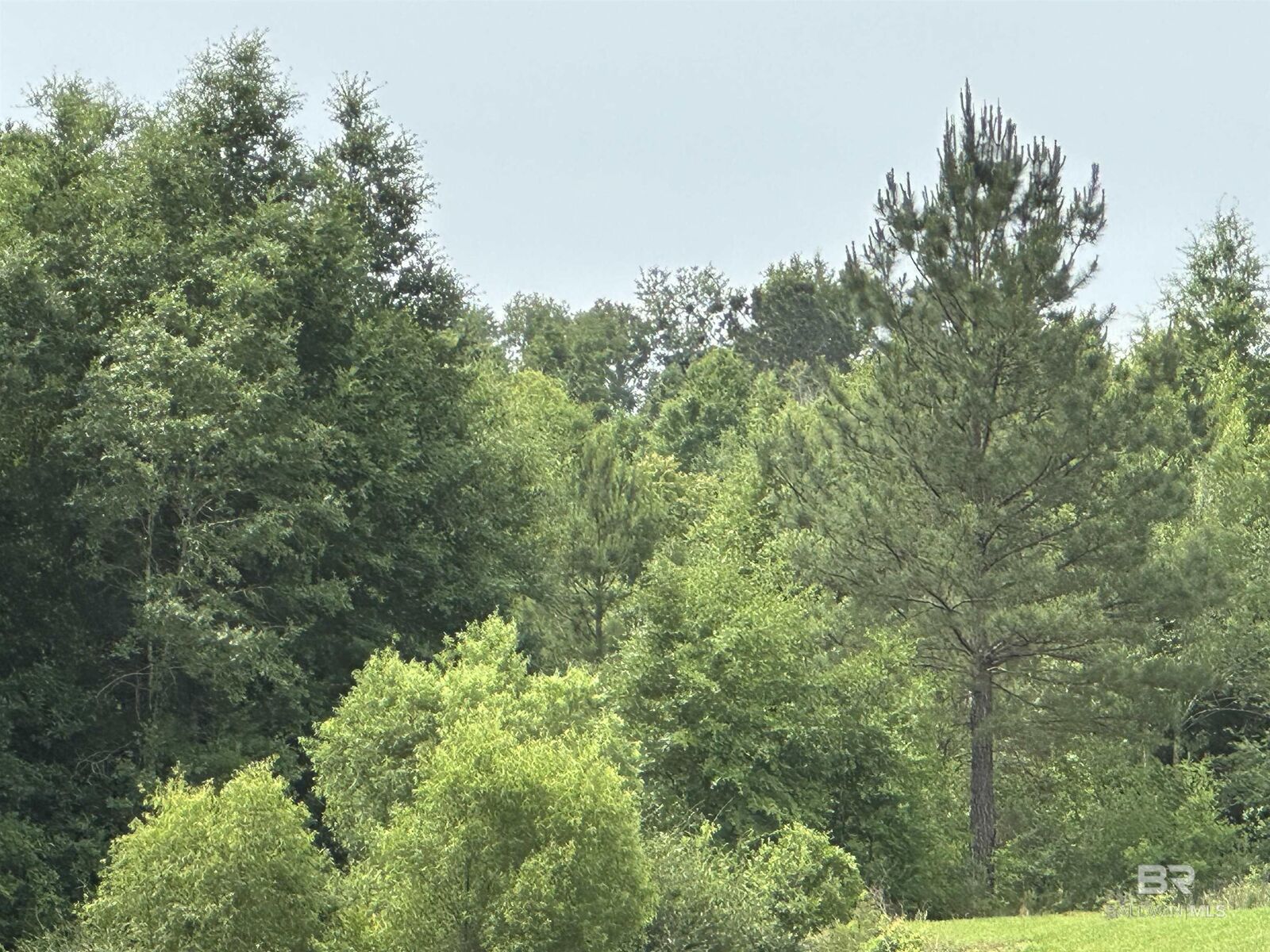Property Photo:  0 E County Road 54  AL 36526 