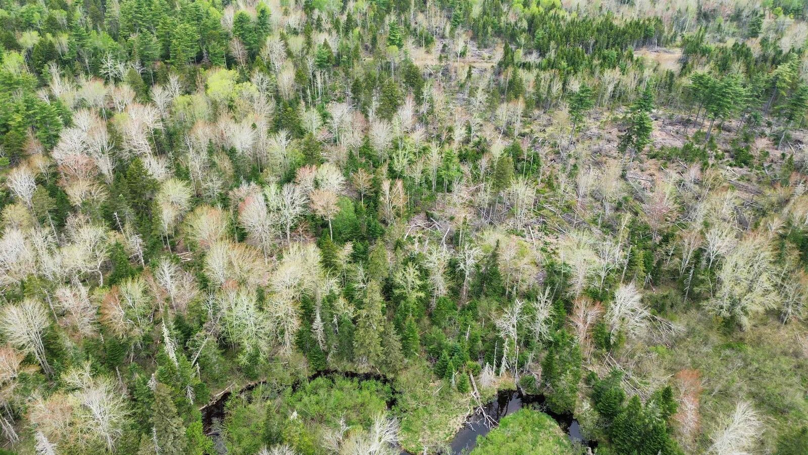Property Photo:  V/L 204 Highway  NS B0M 1P0 