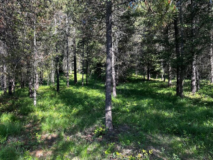 Property Photo:  Nhn Graves Creek Loop  MT 59873 