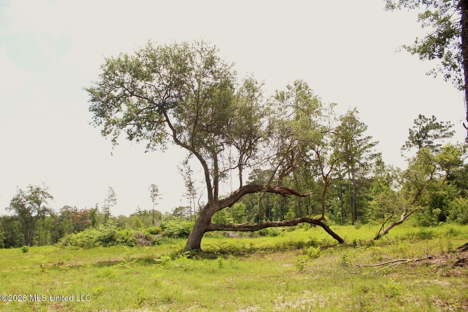Property Photo:  24.48ac River Road  MS 39452 
