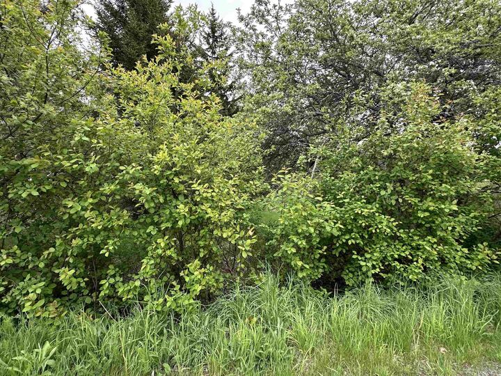 Property Photo:  Lot Old Row Road  NS B0K 1W0 