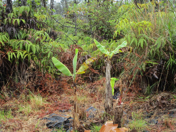 Property Photo: Omeka Rd HI 96785