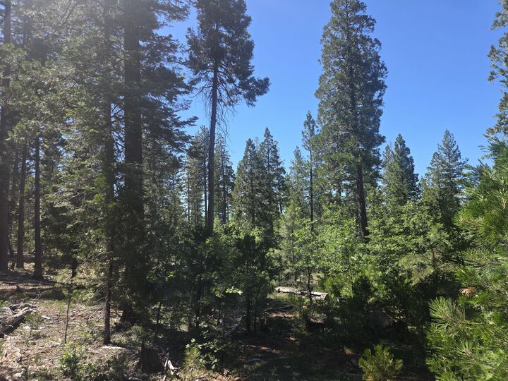 Property Photo:  Lot 5 Waterleaf Lane  CA 96088 