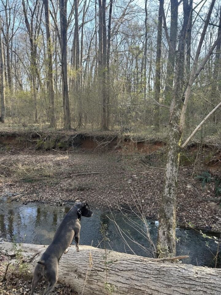 Property Photo:  20 +/- Ac Crooked Creek Road  GA 31024 