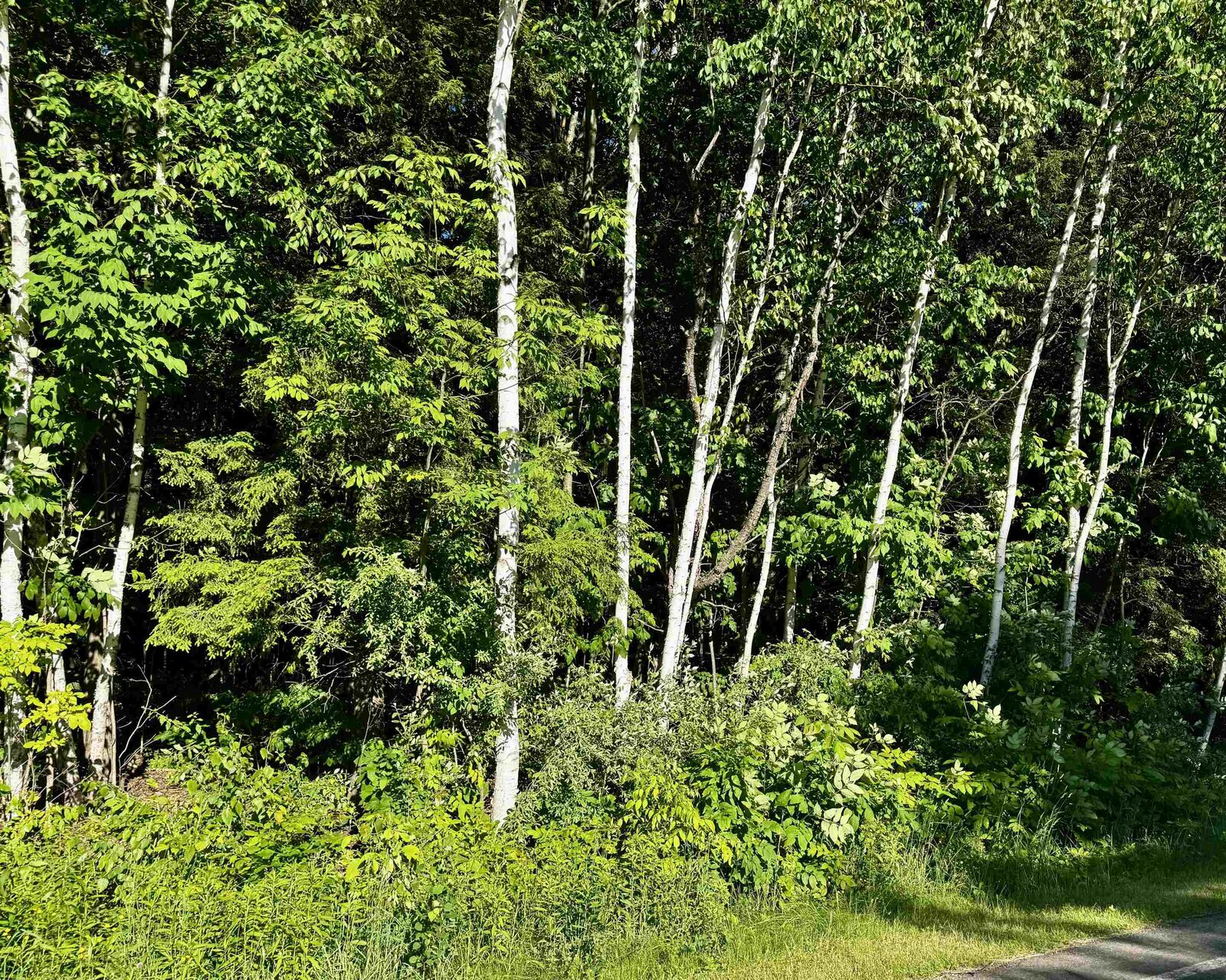 Property Photo:  Tbd Old State Road  MI 48625 