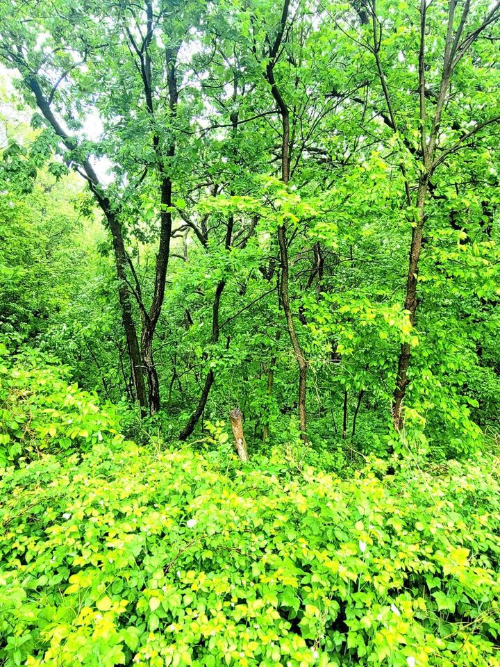 Property Photo:  4 Hillside Court  IL 61036 