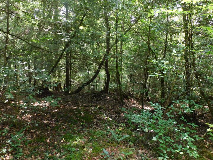 Property Photo: 0 Old Highway 56 TN 37313
