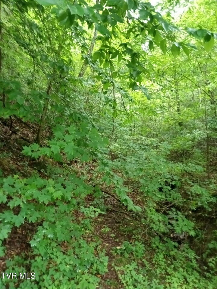 Property Photo:  520 Byrd Creek Road  TN 37869 