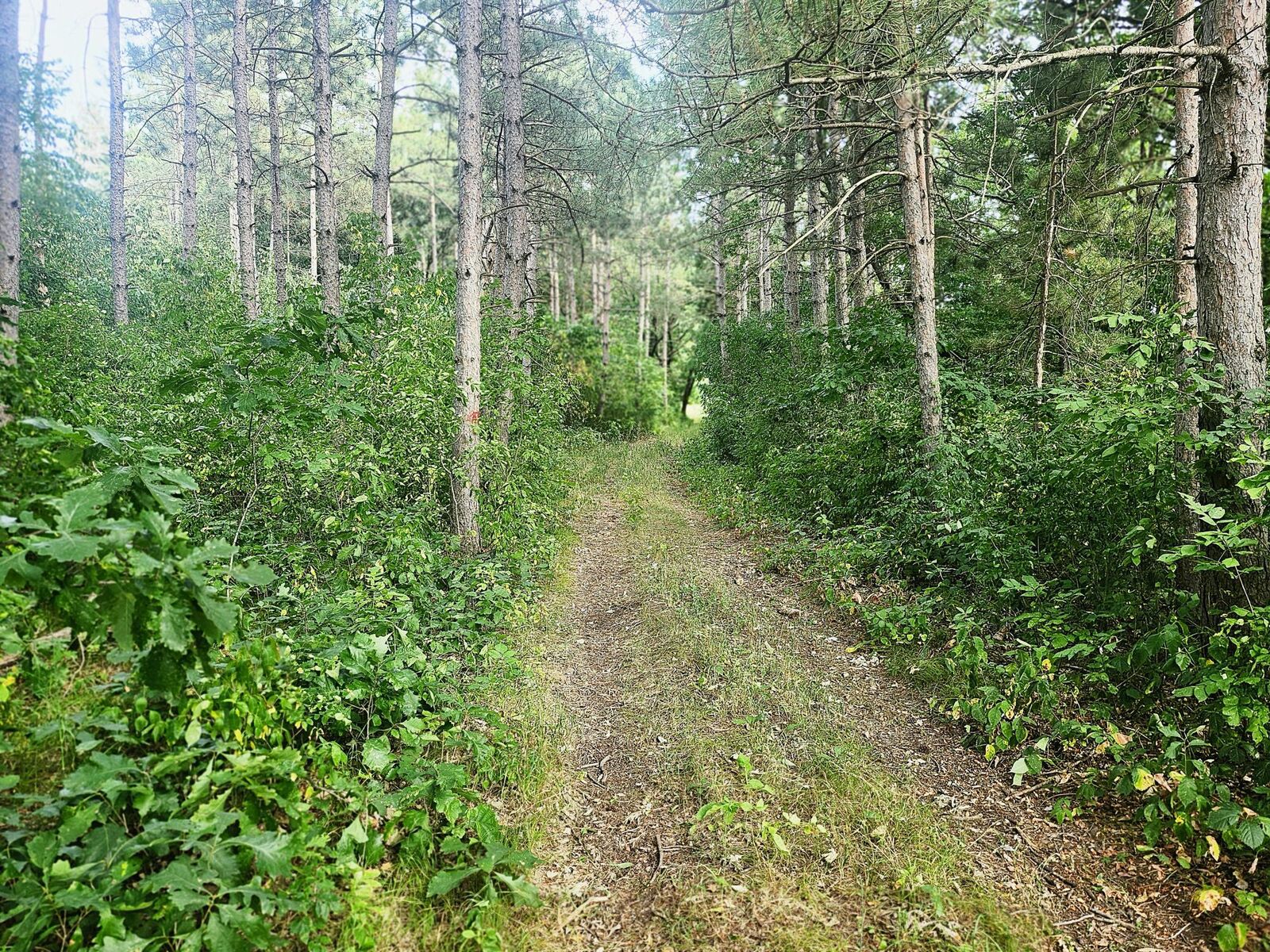 Property Photo: Tbd 400th Street MN 56438