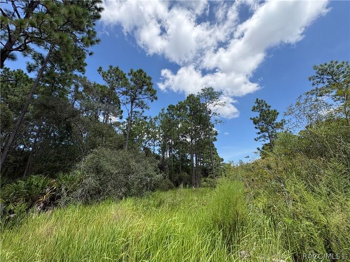 Property Photo:  394 N Florene Point  FL 34429 