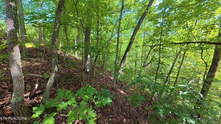 Property Photo:  Lot 25 Shady Oaks Way  TN 37876 