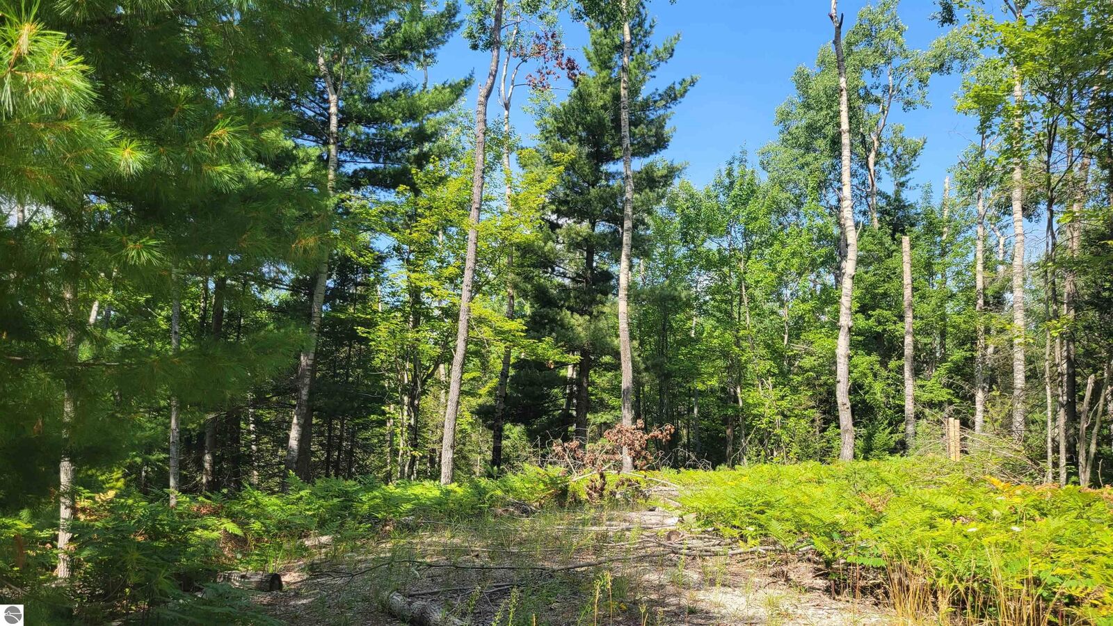 Property Photo: 14542 Shoreline Drive MI 49799