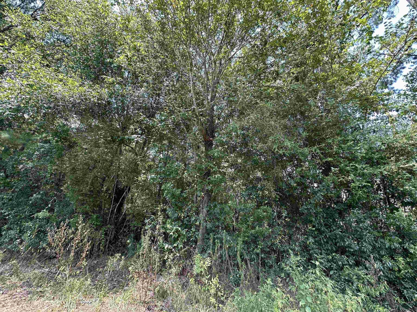 Property Photo:  Lot 3 Oleander  TX 77657 