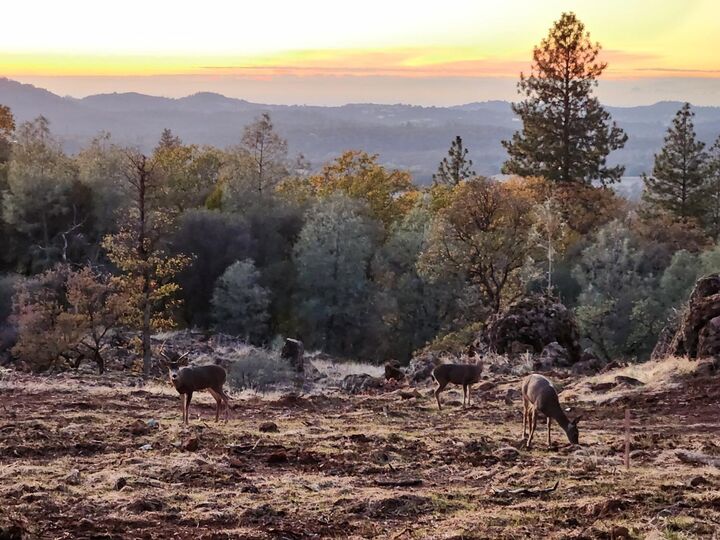 Property Photo:  24988 Rodeo Flat Road  CA 95602 