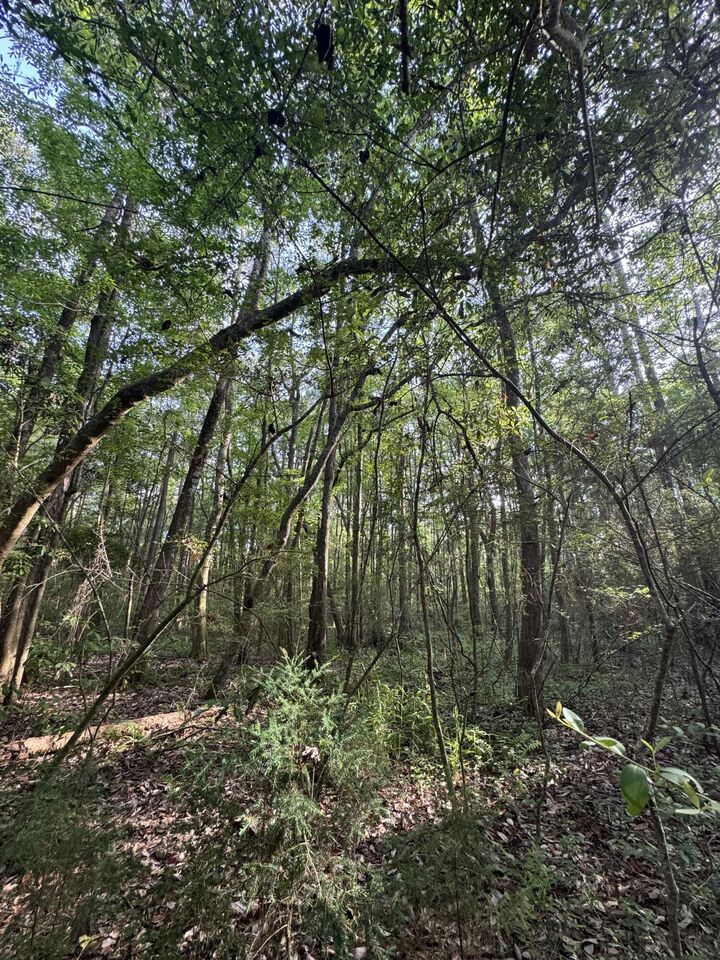 Property Photo:  6 Acres Hill Street  FL 32435 