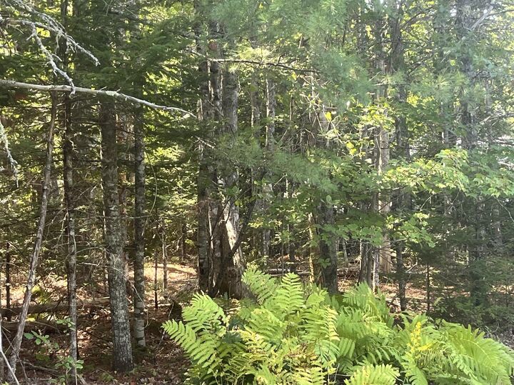 Property Photo: 009 Morgan Bay Road ME 04684
