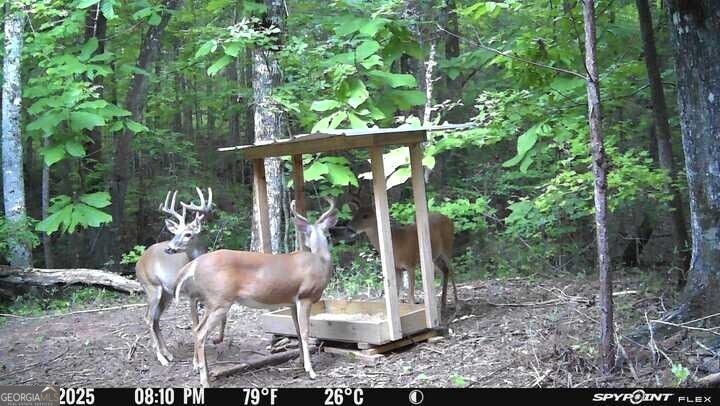 Property Photo:  132 Acres Carlisle Gap Rd  GA 31836 