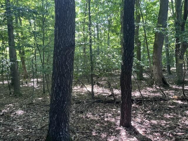 Property Photo: 12 Acres 9 Mile Road MI 49645