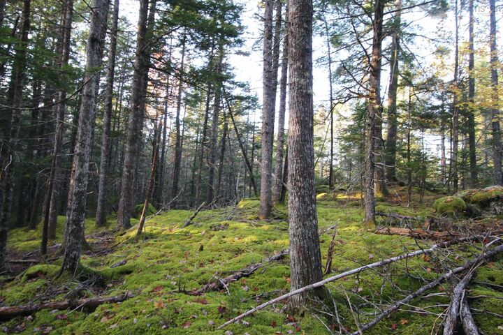 Property Photo:  Lot 62 Sand Cove Rd (Portion Of)  NS B0T 1B0 