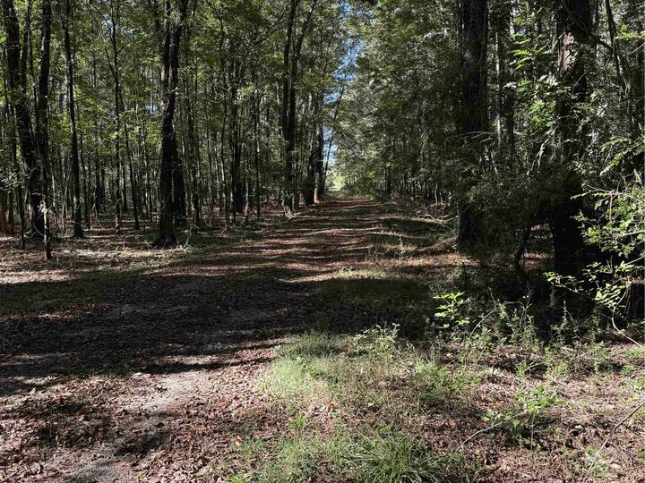 Property Photo: 228.79 Acres Back Swamp Rd SC 29161